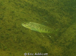 Brown trout in a California river by Eric Addicott 